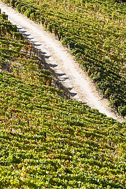 Douro vineyards, Peso da Regua, Portugal, Europe