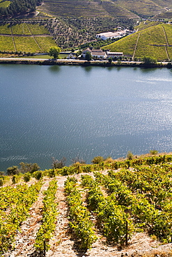 Douro river and vineyards, Portugal, Europe