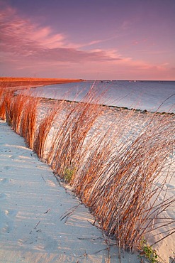 Branches in the sand, beach near the De Slufter nature reserve at sunrise, Texel, Holland, The Netherlands, Europe