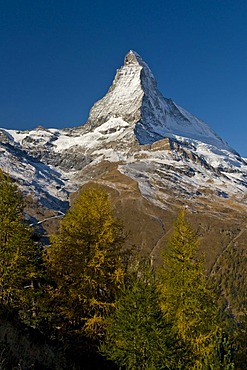 Mt. Matterhorn with autumn-colored larches, Zermatt, Switzerland, Europe