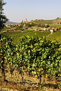 Barbaresco, Provincia Cuneo, Piemont, Piedmont, Italy, Europe