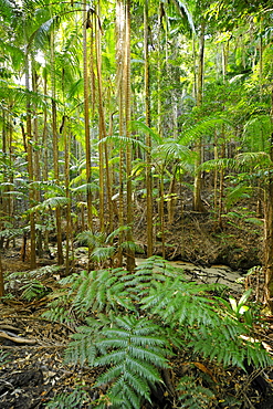 Tree Ferns (Cyatheales), temperate rainforest, UNESCO World Natural Heritage Site, Fraser Island, Great Sandy National Park, Queensland, Australia