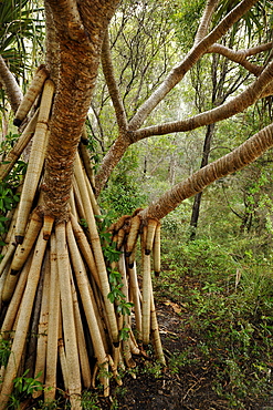 Screw Pine (Pandanus tectorius), temperate rainforest, UNESCO World Natural Heritage Site, Fraser Island, Great Sandy National Park, Queensland, Australia