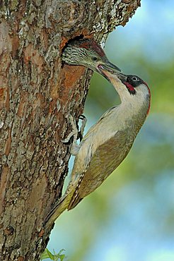 Green Woodpecker (Picus viridis), male feeding callow