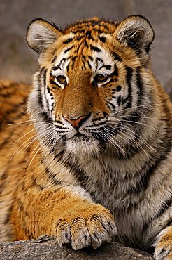 Siberian Tiger (Panthera tigris altaica), cub