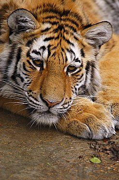 Siberian Tiger (Panthera tigris altaica), cub