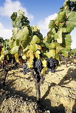 Vine with red grapes, Cote de Provence, Saint-Tropez, Gassin, Cote d'Azur, Var, Southern France, France, Europe