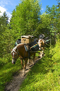 Supply of Willersalpe alp only by horses, Hinterstein, Hintersteiner Valley, Bad Hindelang, Allgaeu, Bavaria, Germany, Europe