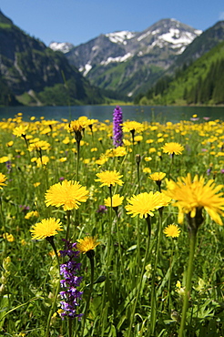 Vilsalpsee lake in the Naturschutzgebiet Vilsalpsee nature reserve, Tannheimer Tal Valley, Allgaeu, Tyrol, Austria, Europe