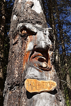 Carved face in a tree trunk, The giant of Kaunertal, Oetztal Alps, Tyrol, Austria, Europe