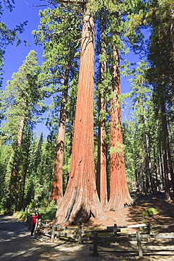 Sequoias in Foresta, Yosemite West, Yosemite National Park, California, USA, North America