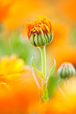 Marigold (Calendula officinalis) flower preparing to open