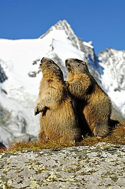 Alpine marmots (Marmota marmota), Grossglockner, Alps, Austria, Europe