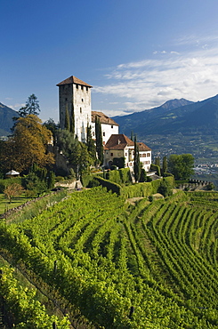 Schloss Lebenberg Castle, vineyard, Tscherms or Cermes, Trentino, Alto Adige, Italy, Europe