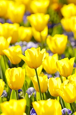 Yellow Tulips (Tulipa)