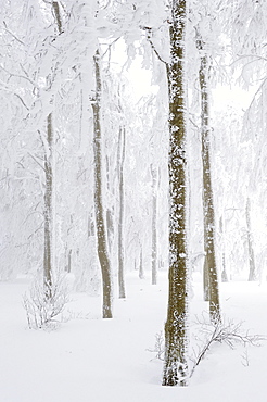 Snow-covered Copper Beech (Fagus sylvatica), Kandel, southern Black Forest, Baden-Wuerttemberg, Germany, Europe