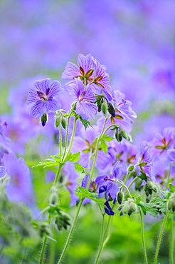 Cranesbills (Geranium spec.)