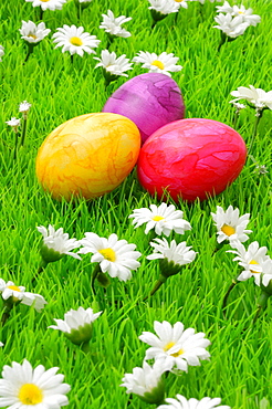 Colorful Easter eggs on flower meadow with daisy flowers