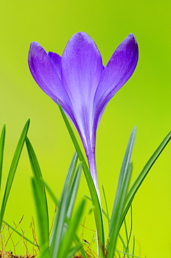 Crocus (Crocus vernus)