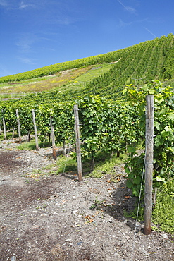 Vineyard in Bernkastel-Kues, Rhineland-Palatinate, Germany, Europe