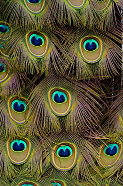 Peacock feathers