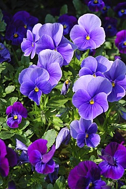 Pansies (Viola), purple