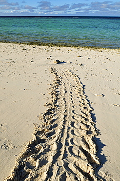 Track of a green sea turtle on the beach of Heron Island, Capricornia Cays National Park, Great Barrier Reef, Queensland, Australia