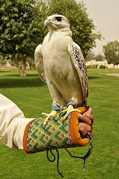 Falcon perched on falconer's arm, at the Al Ain zoo, Al Ain, Abu Dhabi, United Arab Emirates, Arabia, Orient, Middle East