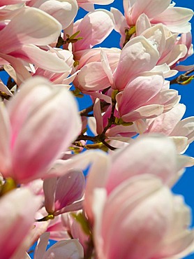 Magnolia (Magnolia) in bloom