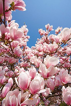 Magnolia (Magnolia) in bloom