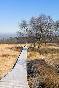 Hautes Fagnes Reserve in wintertime, frozen Boardwalk Im Platten Venn, Eupen, Province Liege, Belgium