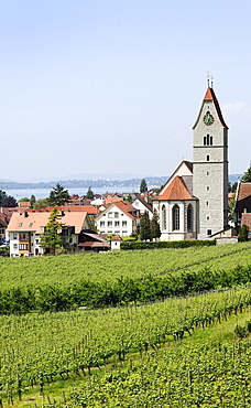 Winegrowing, vineyard in Hagnau on Lake Constance, Baden-Wuerttemberg, Germany, Europe