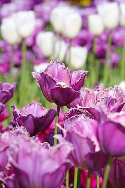 Tulips (Tulipa)