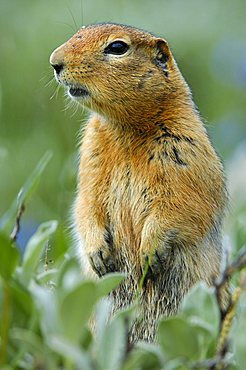 Arctic Ground Squirrel (Spermophilus parryii), alert to danger Denali National Park, Alaska, USA