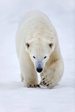 Polar Bear (Ursus maritimus), Orsa Bearpark, Sweden, Scandinavia, Europe