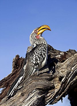 Eastern Yellow-billed Hornbill (Tockus flavirostris), Savuti, Chobe National Park, Botswana, Africa