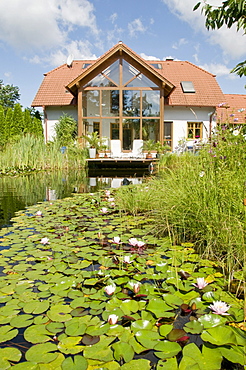 Garden pond with water lilies, in front of house with winter garden, in summer