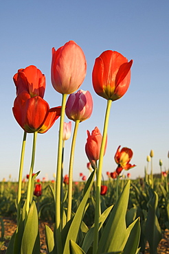 Tulips (Tulipa), red