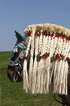 Decorated horse, Georgiritt, George's Ride, Easter procession, Traunstein, Chiemgau, Upper Bavaria, Bavaria, Germany, Europe