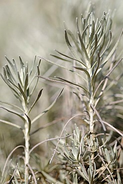 Curry plant or curry shrub (Helichrysum italicum)