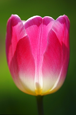 Tulip's calyx (Tulipa) in backlight