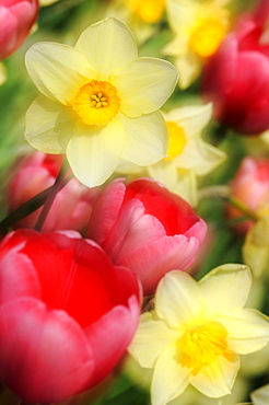 Tulips (Tulipa) and daffodils (Narcissus)