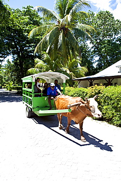 Oxcart, La Digue Island, Seychelles, Indian Ocean, Africa