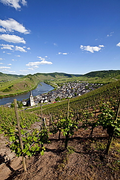 View on to the Moselle River loop near the town of Bremm, district of Cochem-Zell, Moselle, Rhineland-Palatinate, Germany, Europe