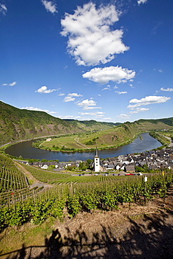 View on to the Moselle River loop near the town of Bremm, district of Cochem-Zell, Moselle, Rhineland-Palatinate, Germany, Europe