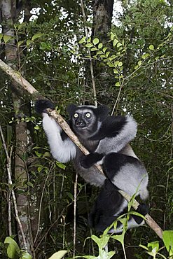 Indri or Babakoto (Indri indri), Madagascar, Africa