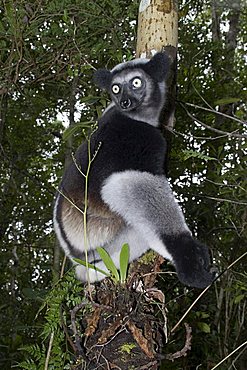 Indri or Babakoto (Indri indri), Madagascar, Africa