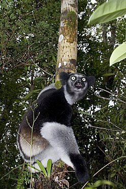 Indri or Babakoto (Indri indri), Madagascar, Africa