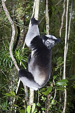 Indri or Babakoto (Indri indri), Madagascar, Africa