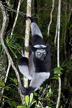 Indri or Babakoto (Indri indri), Madagascar, Africa